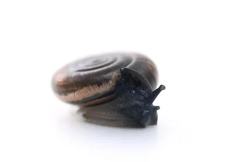 Small snail Foto stock