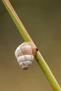 Small snail Stock Photos