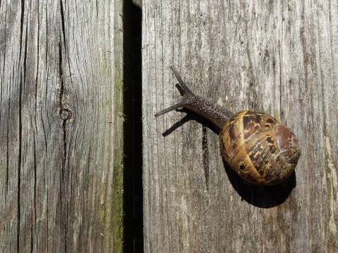 Small Snail Stockfoto's