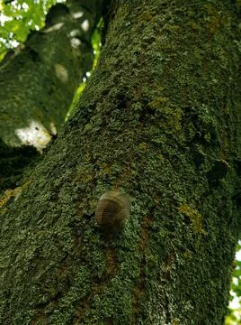 Small snail Foto stock