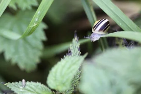 Small snail Stock Photos