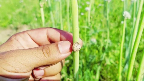 Small Snail Resting On Green Onion Flower Stem In Field 库存影片 333493701