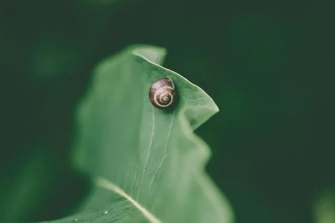 Small snail resting on large leaf in soft natural light Stock Photos