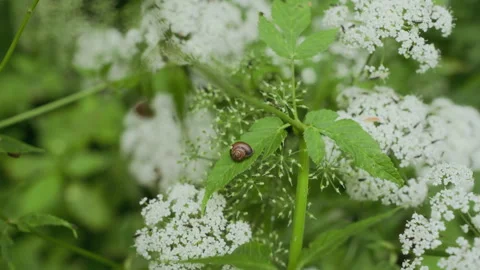 Small Snail Resting on Leaf Among White Forest Flowers Video stock 316373954