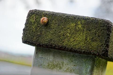 Small snail resting on rough stone surface after rain Stock Photos