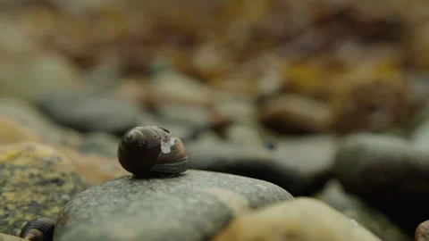 Small Snail Resting on Smooth Wet Stones at a Fjord Shore Stock Footage 341398386