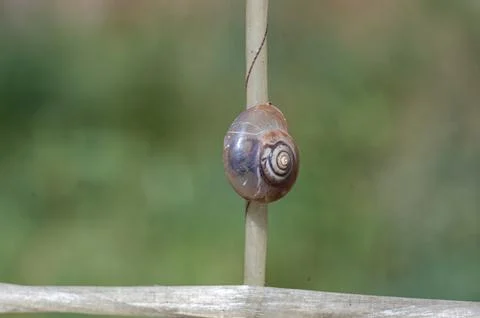 Small Snail Resting on a Thin Plant Stem Stock Photos