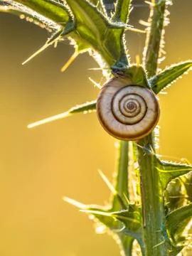 Small snail resting under setting sun Stock Photos