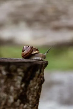 A small snail on a sawn tree trunk with elongated horns. Blurred background.  Stock Photos