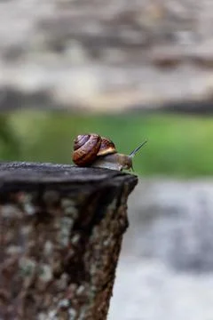 A small snail on a sawn tree trunk with elongated horns. Blurred background.  Stock Photos