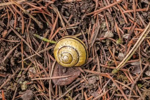 Small snail shell and fir needles on the ground of the forest Stock Photos