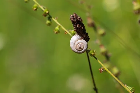 A small snail shell is on a blade of grass in a meadow. Foto stock