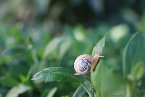 Small snail in a shell crawls on the grass, a summer day in the garden. close up 스톡 사진