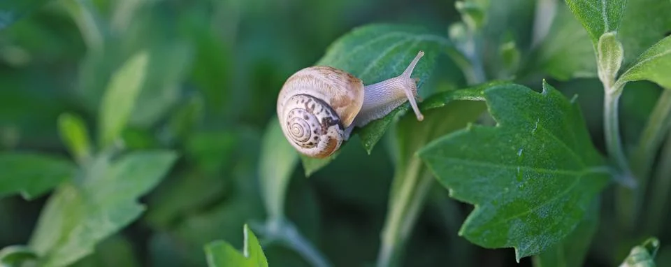 Small snail in a shell crawls on the grass, a summer day in the garden. close up Stock-Fotos