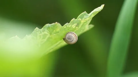 A Small Snail Shell On Leaf Stock Footage 236085336