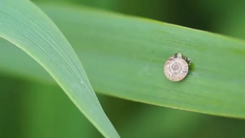 A Small Snail Shell On Leaf In Wind Stock Footage 236085344