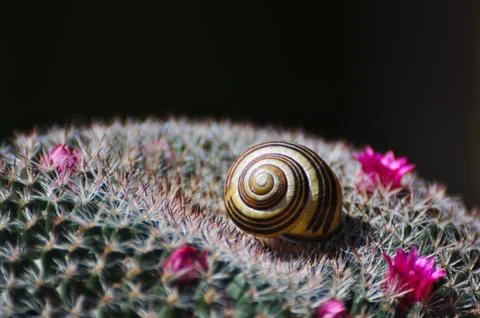 Small snail shell lying on the spikes of cactus Stock Photos