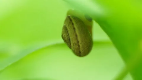 Small Snail Shell, Macro Closeup Stock Footage 236323049