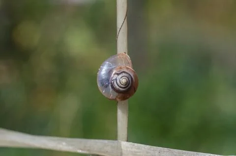 Small Snail Shell Perched on a Thin Plant Stem Фото