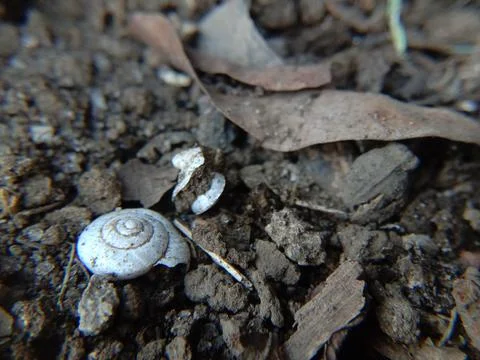 A small snail shell Stock Photos