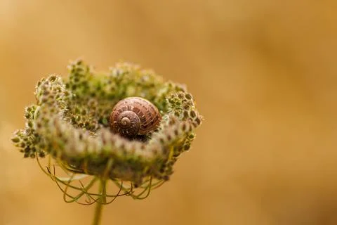 Small Snail Shell Resting on a Dried Wildflower Head Stock Photos