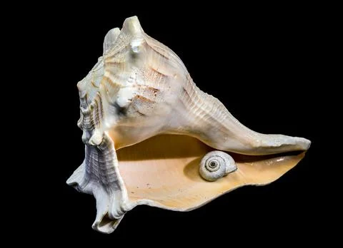 Small Snail Shell Resting Inside Large Sea Conch Shell Stock Photos
