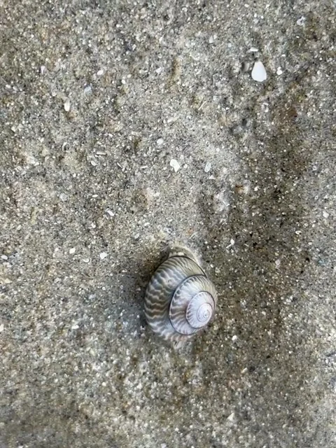 Small Snail Shell Resting on Sandy Beach Ground Video stock 342265493