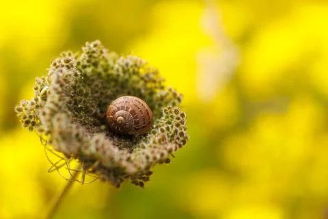 Small Snail Shell Resting on a Wildflower, Nature Scene Stock-Fotos