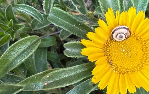 A small snail shell rests on a vibrant yellow flower with green leaves, natur Stock Photos