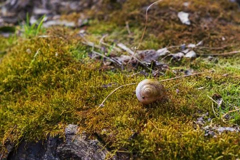 A small snail shell on a tree covered with green moss. Stock Photos