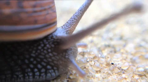 Small snail on sidewalker Video stock 38171285