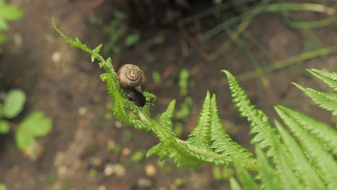 A small snail sits at the end of a fern Stock Footage 132389340