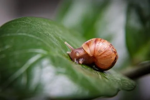 A small snail sits on a large leaf of a flower. Close-up Stock Photos