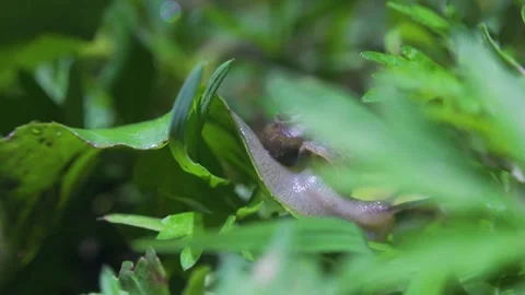 Small Snail Slowly Crawling Across Green Grass Blades in a Lush Garden Setting Stock Footage 342014553
