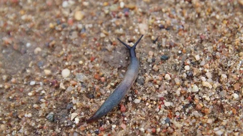 Small snail is slowly crawling along the sand. Slow motion, close-up, FullHD Vídeo Stock 142311100