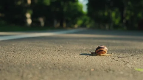 Small snail slowly crawls on sidewalk. Crustacean land animal with shell Stock Footage 253500010