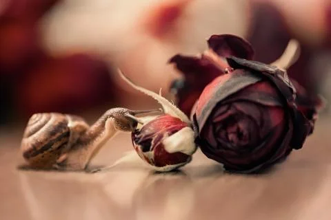 A small snail sniffs a rosebud Stock Photos