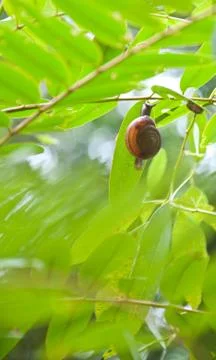 Small snail on the tree Stock Photos