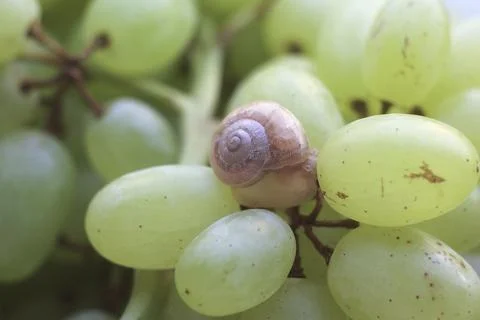 Small snail try hides in the shell sitting on the berries of large bunch of.. Stock Photos