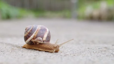 Small snail walking on the road Stock Footage 281468172