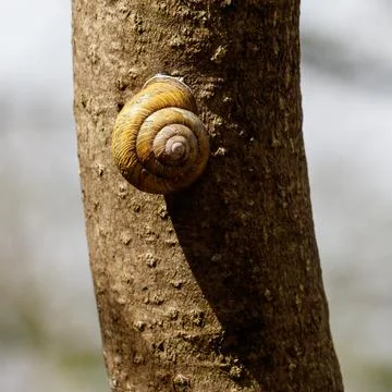 Small snail with yellow-brown shell clings to tree bark Stock Photos