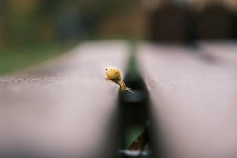 Small snail with yellow snail shell crawls on a park bench Stock Photos