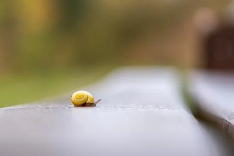 Small snail with yellow snail shell crawls on a park bench Stock Photos