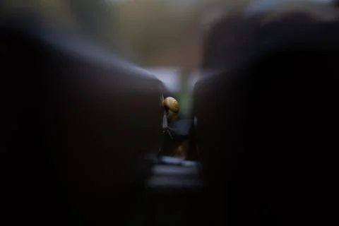 Small snail with a yellow snail shell crawls into a crevice of a park bench Stock Photos