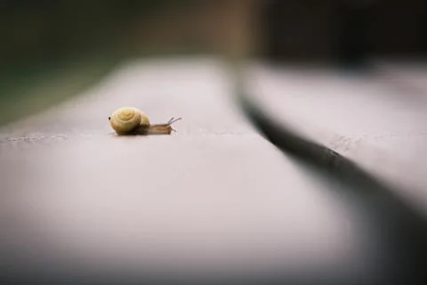 Small snail with yellow snail shell crawls on a park bench Stock Photos
