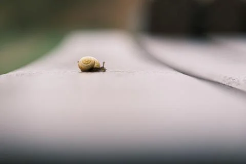 Small snail with yellow snail shell crawls on a park bench Stock Photos
