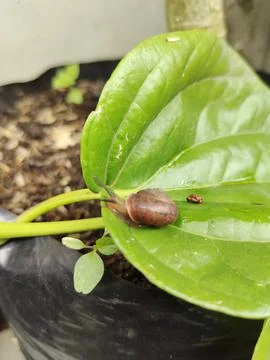 Small snails are crawling 스톡 사진