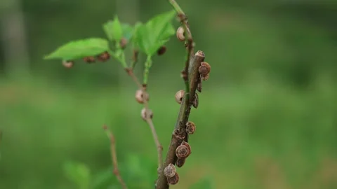 Small Snails Clinging to a Thin Branch in a Lush Green Forest Environment 스톡 동영상 347041229