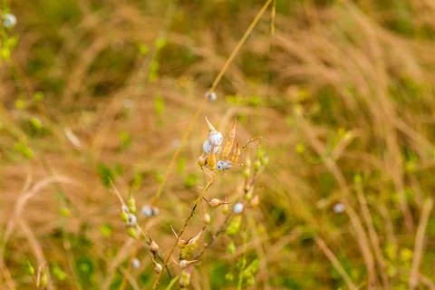 Small snails Stock Photos
