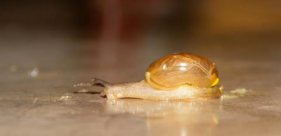 A small Snails samuk Stock Photos